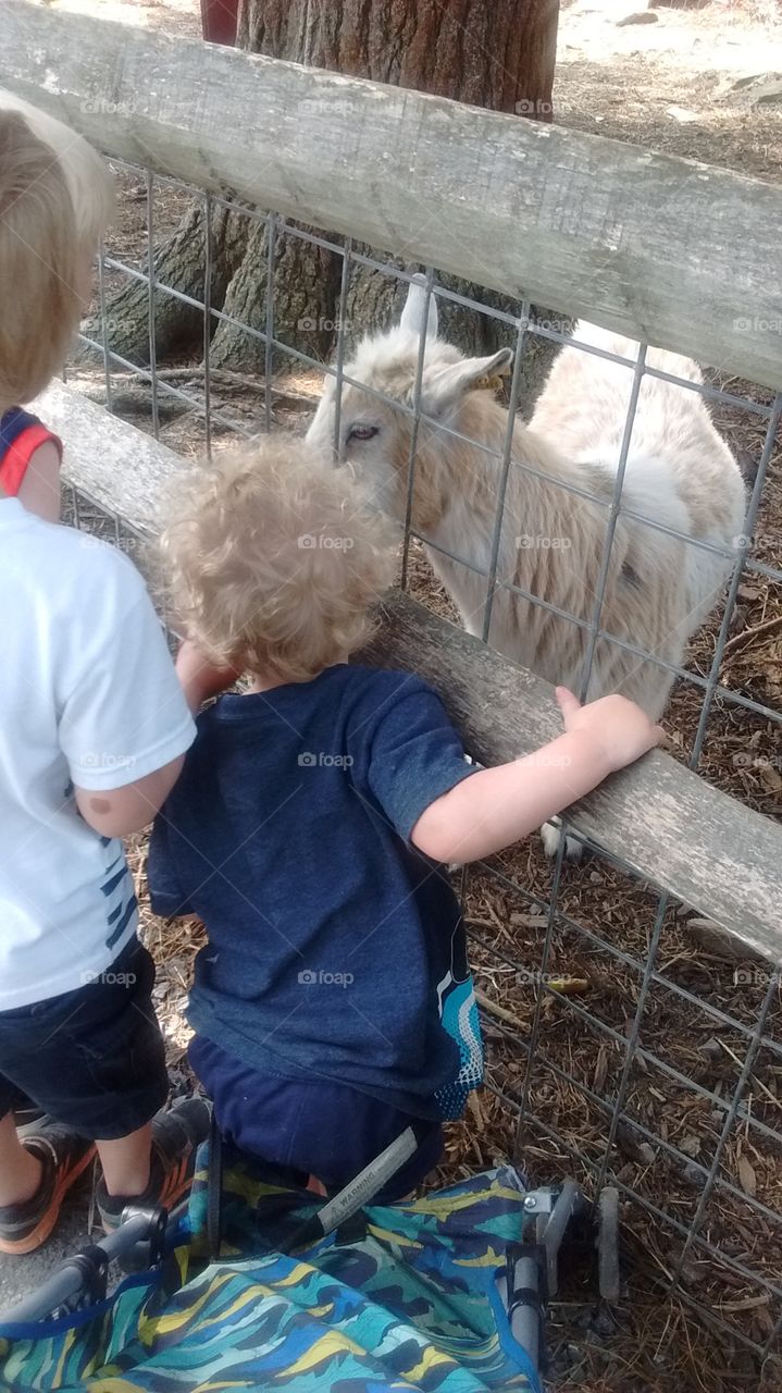 Children a
At Petting Zoo