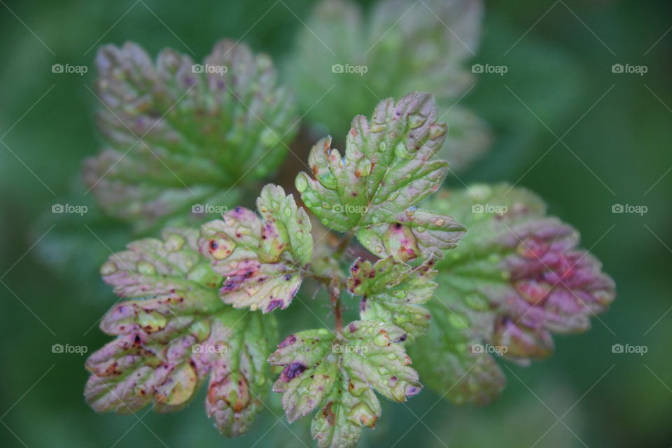 pink and green lea