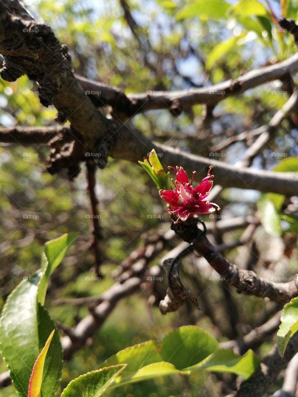 Almond spring blooming