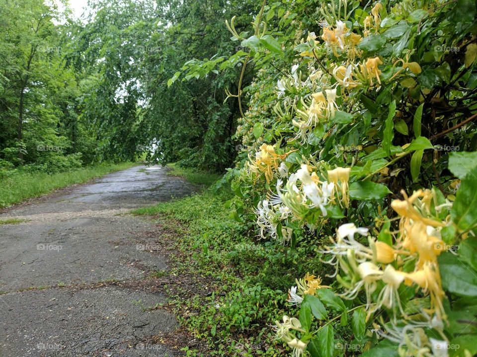 honeysuckle