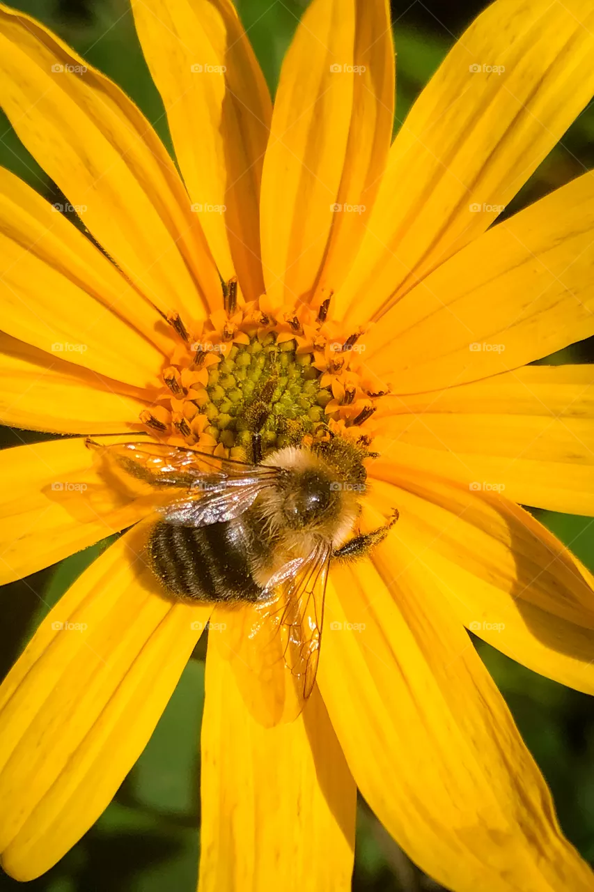 Bee