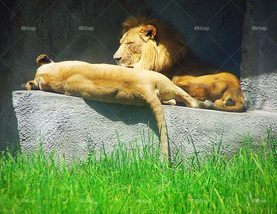 Lions at Seattle Zoo