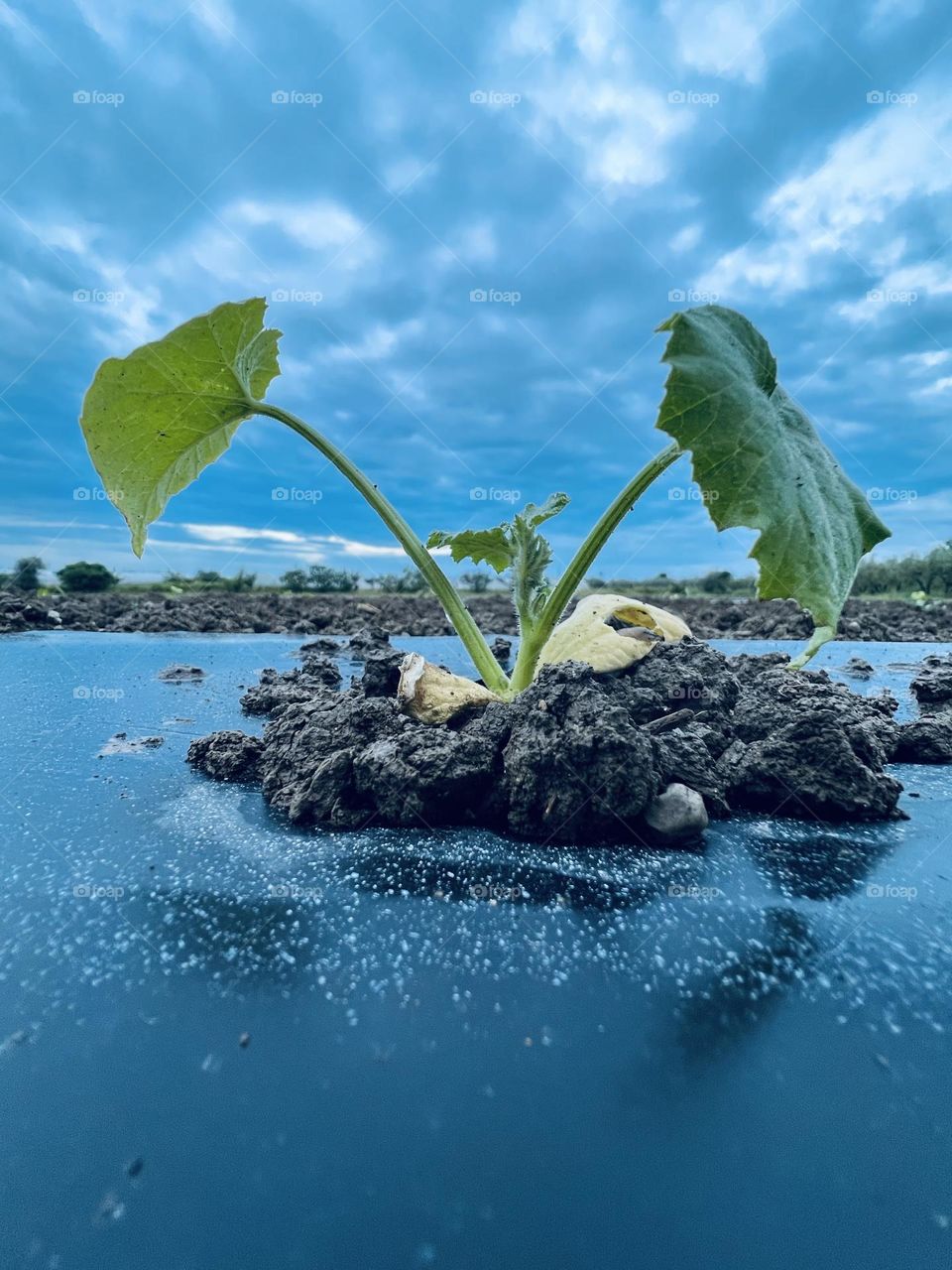 pumpkin plant seen from the ground