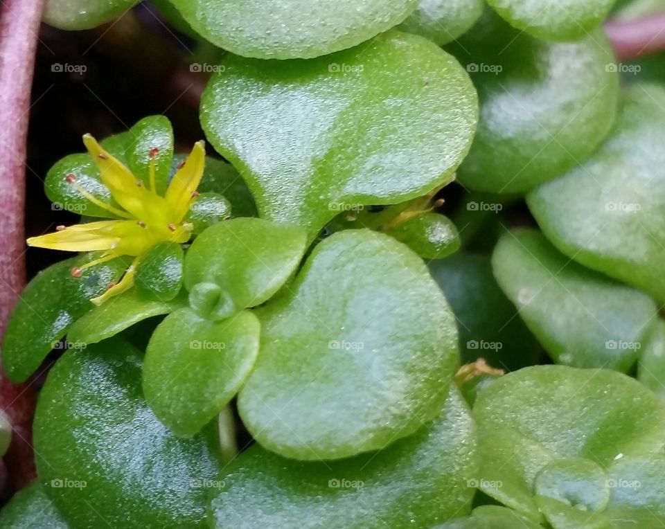 Succulent bloom. I saw this little yellow bloom on a succulent in my yard