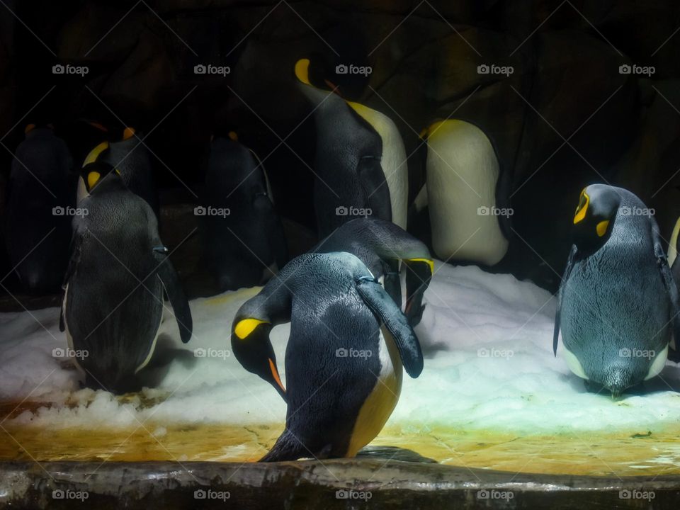 King Penguins