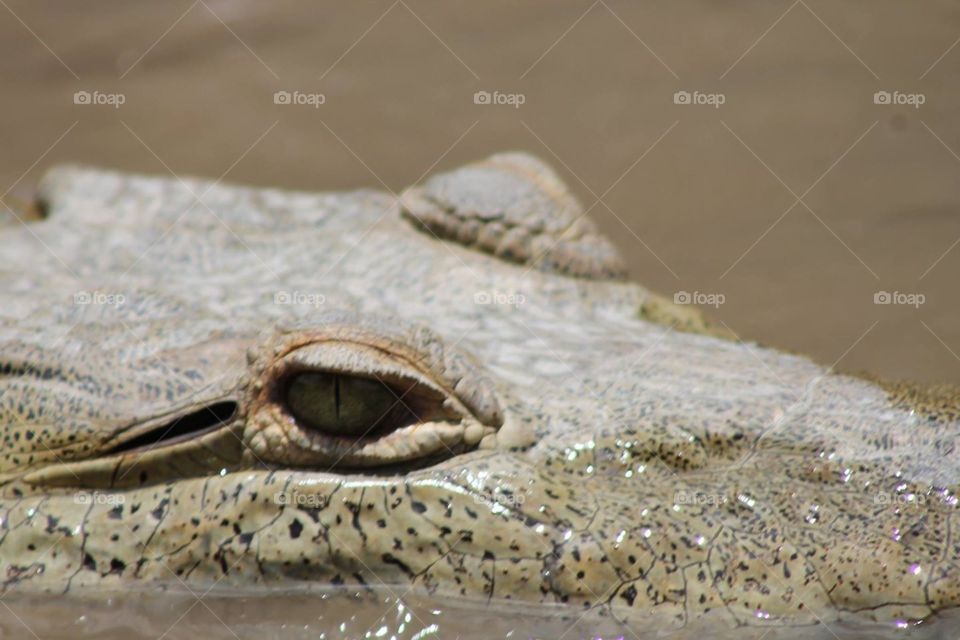 Crocodile, Reptile, Sand, Water, Beach