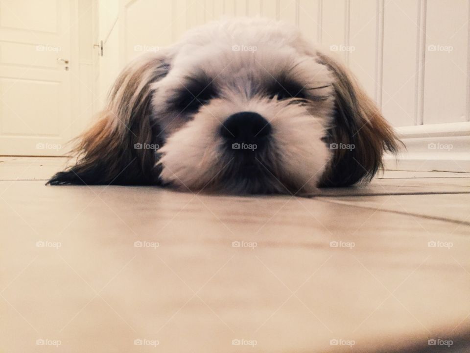 Dog on the floor