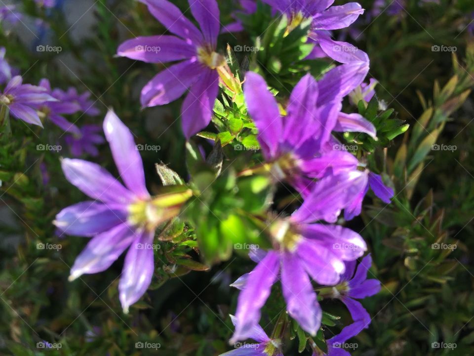 Purple flowers. Purple flowers