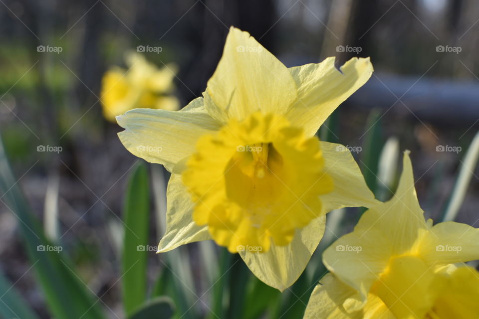 close yellow daffodil