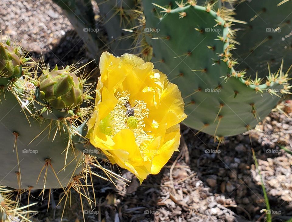 Prickly Pear Cactus in Bloom