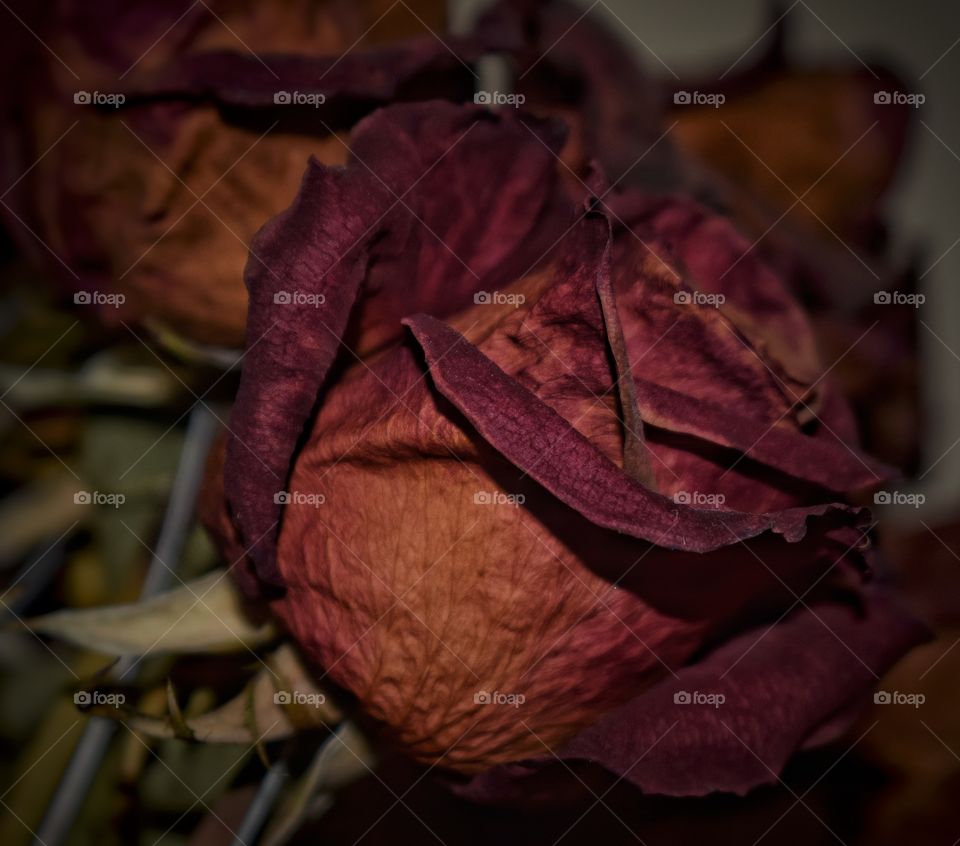 vintage roses