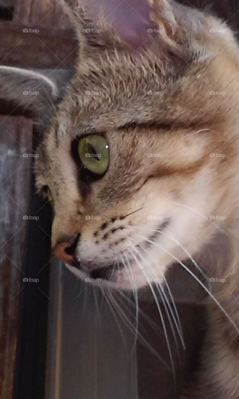 Carolina out side the window