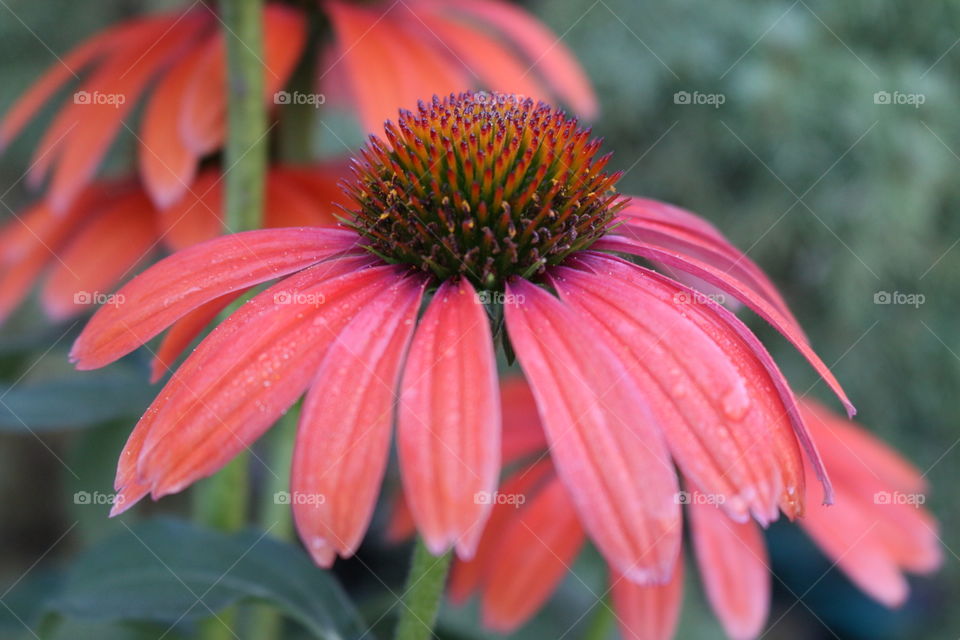 Coneflower