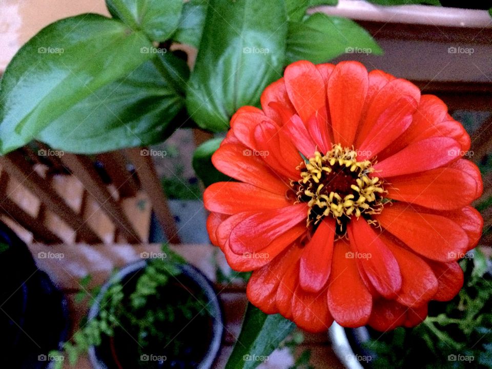 bright red flower saturated in rainwater