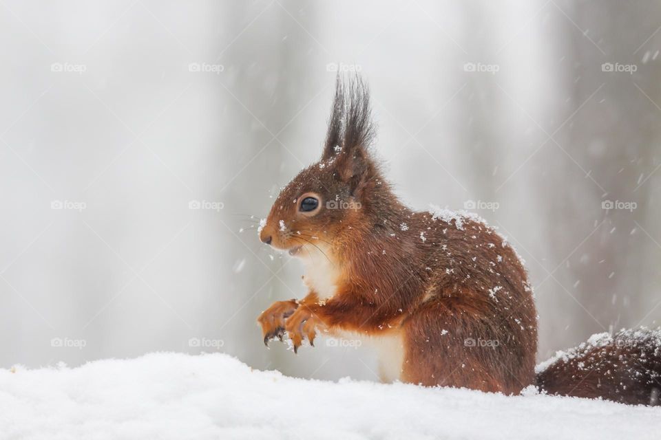 Red squirrel in the snow during a snowstorm