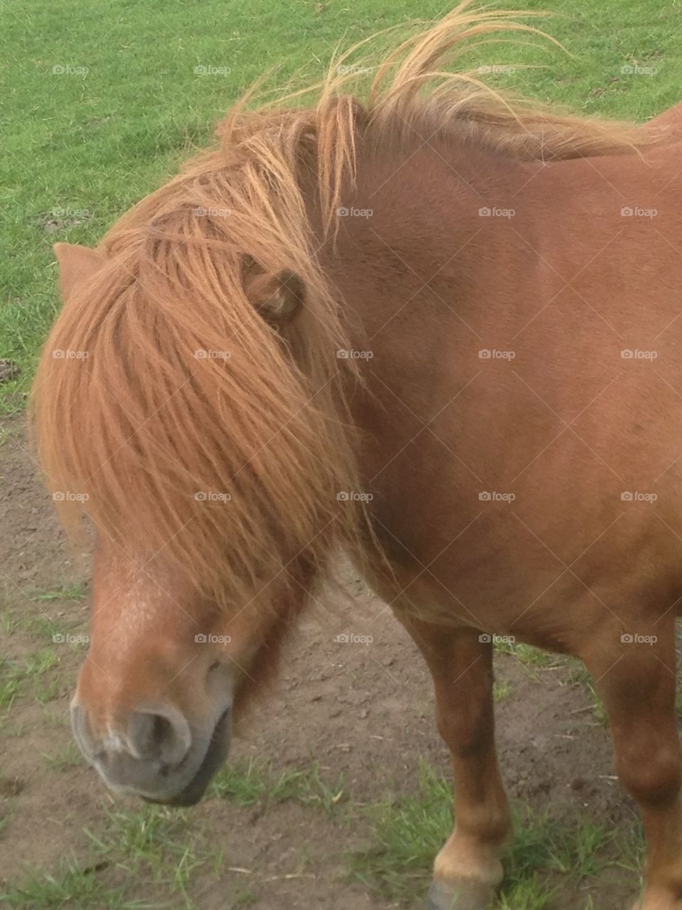 Shetland pony