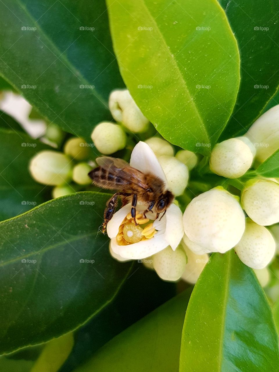 World in macro, mission.  Orange flowers  ,tree, 🍊🍊🍊🐝🐝🐝🐝🐝,nature,flora, insect,garden