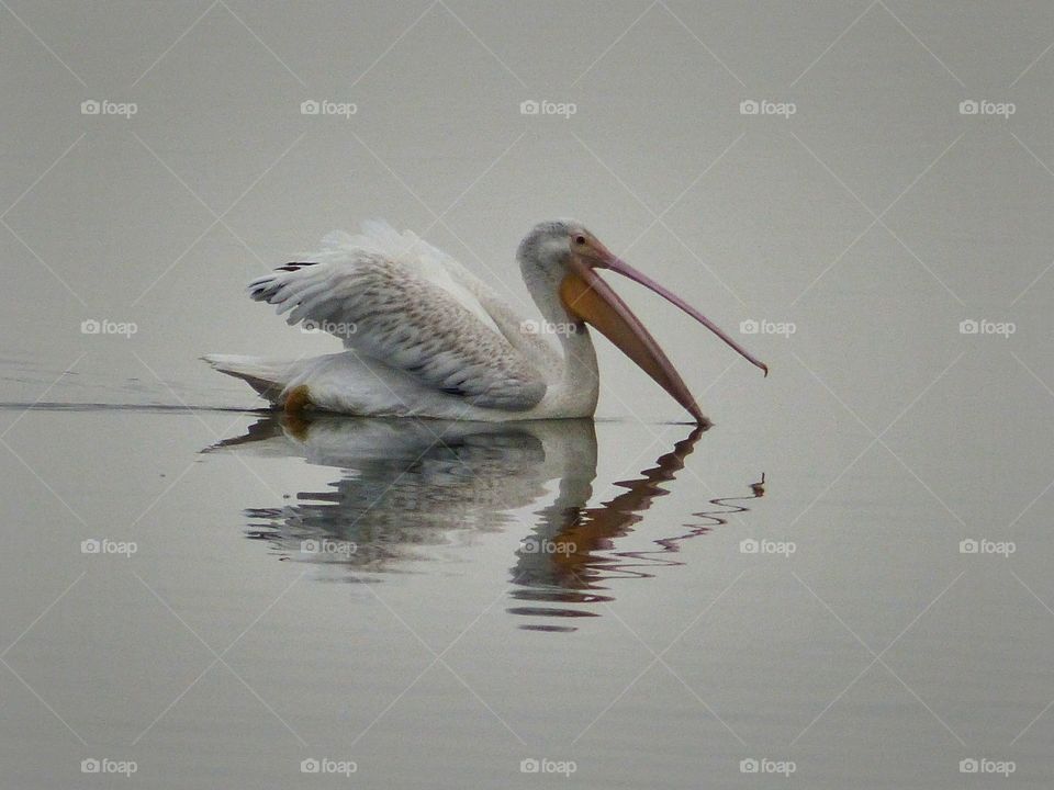 White pelican reflects in shades of grey