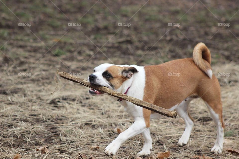 Little dog, big stick.