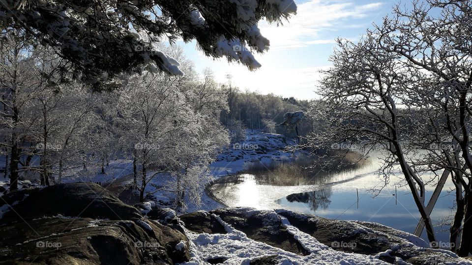 Winter landscape