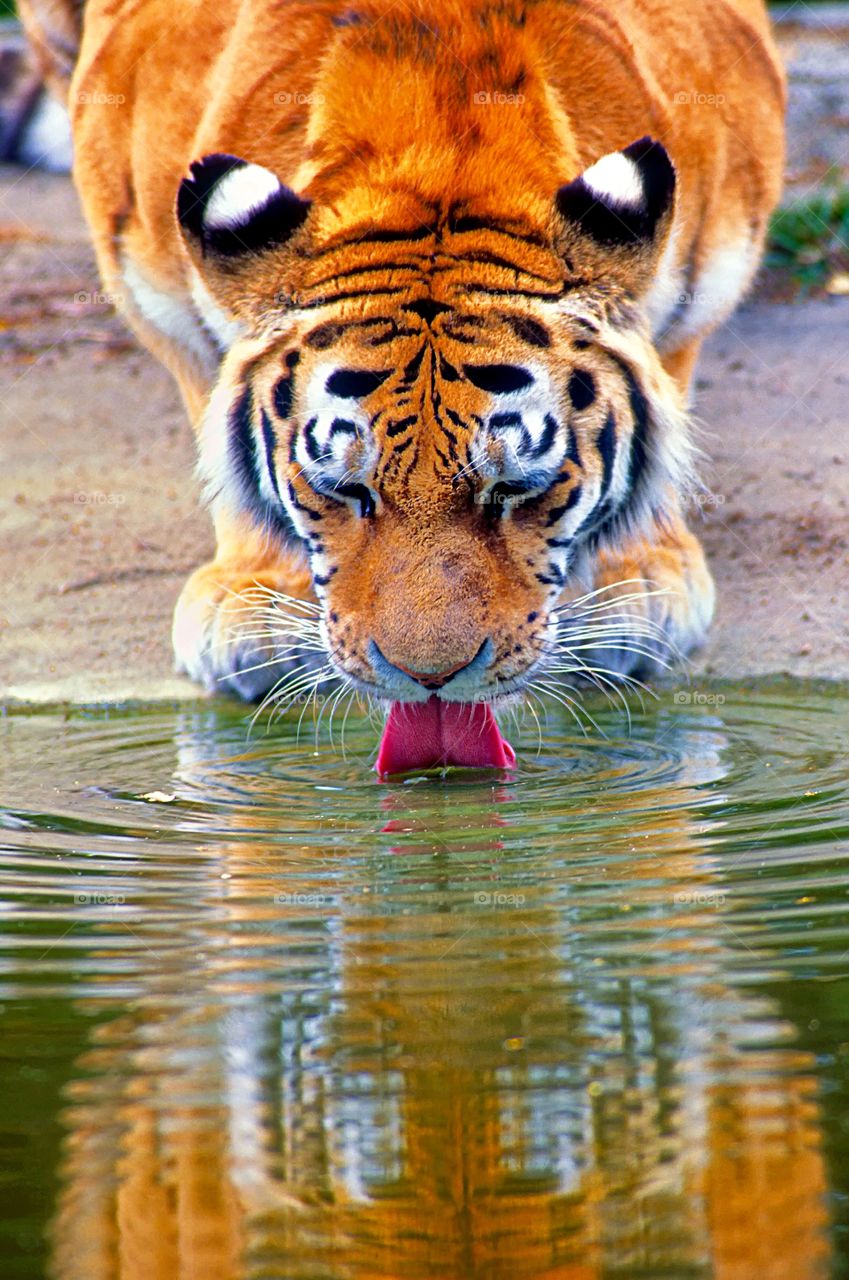 Portrait of a tiger drinking at the water’s edge.