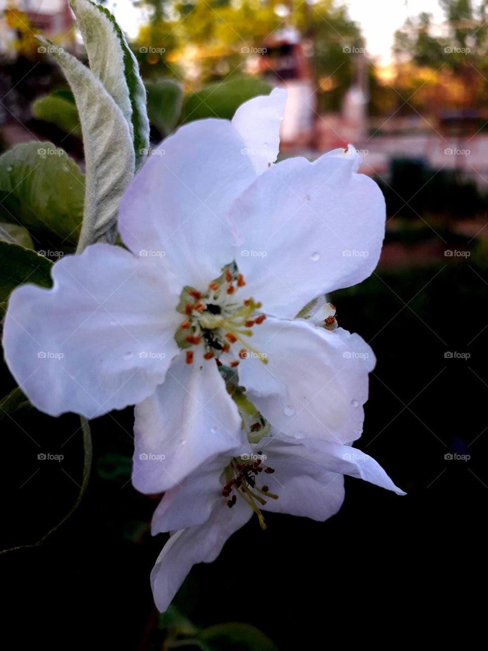 apple flower