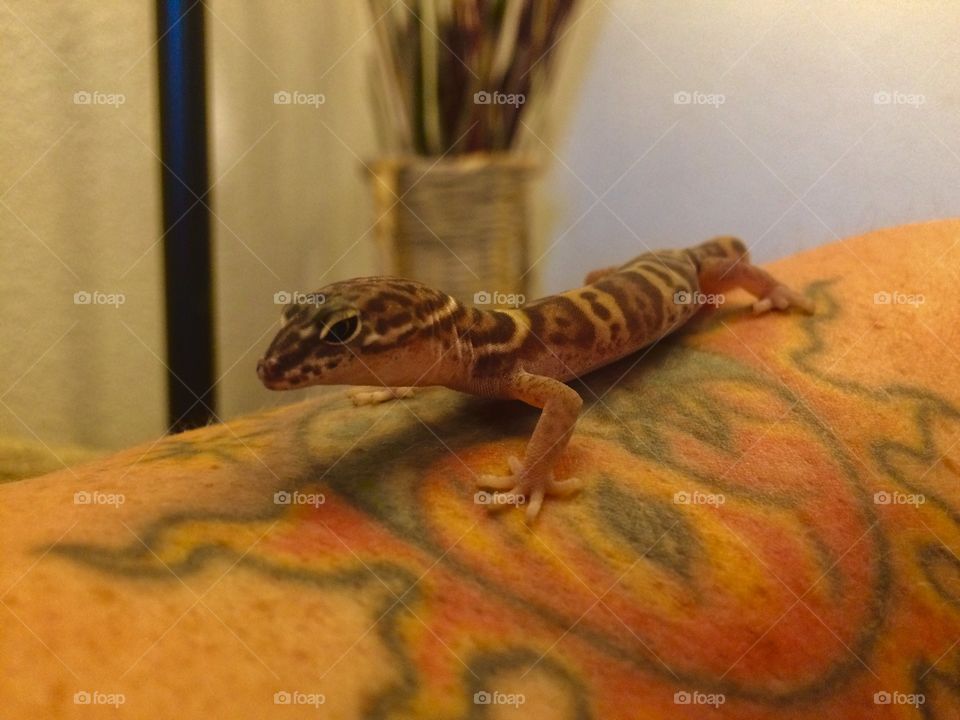 Western banded gecko crawling on tattooed arm