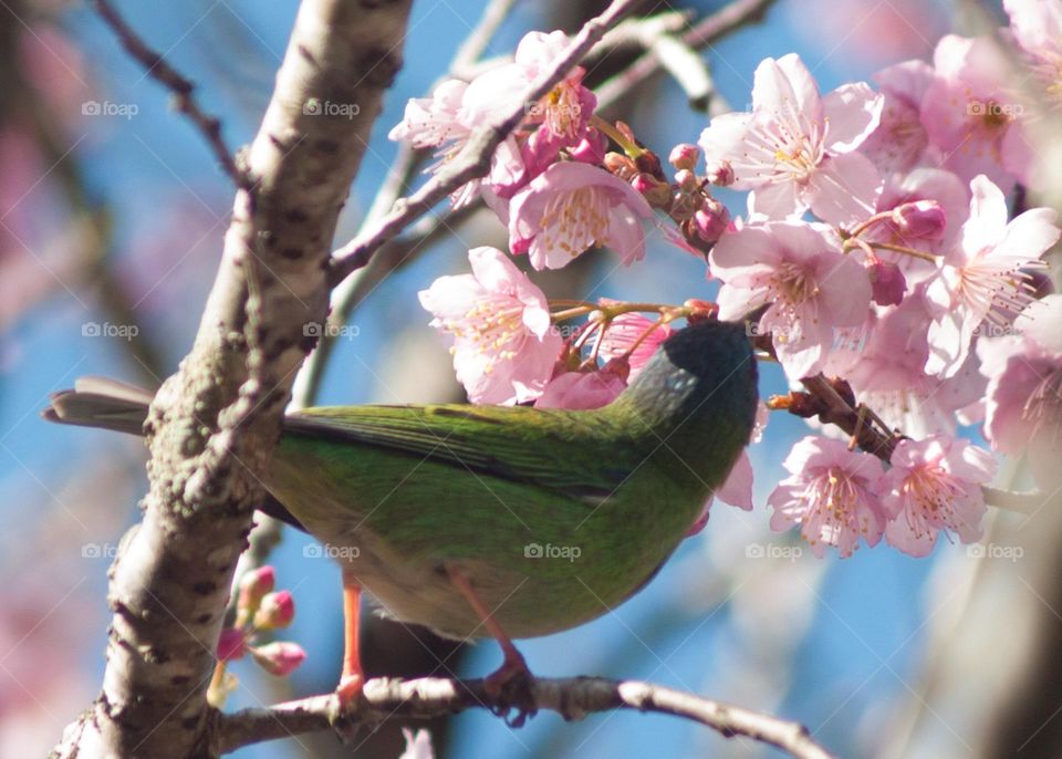 Bird and cherry