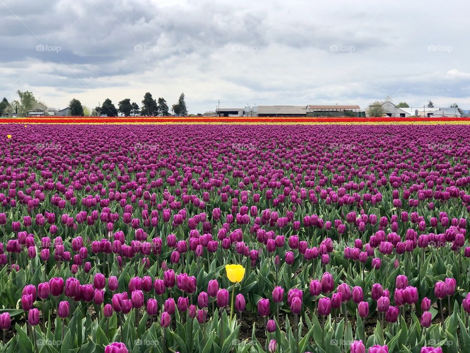 Field of Unique and Vibrant Purple Tulips with a Single Yellow Tulip
