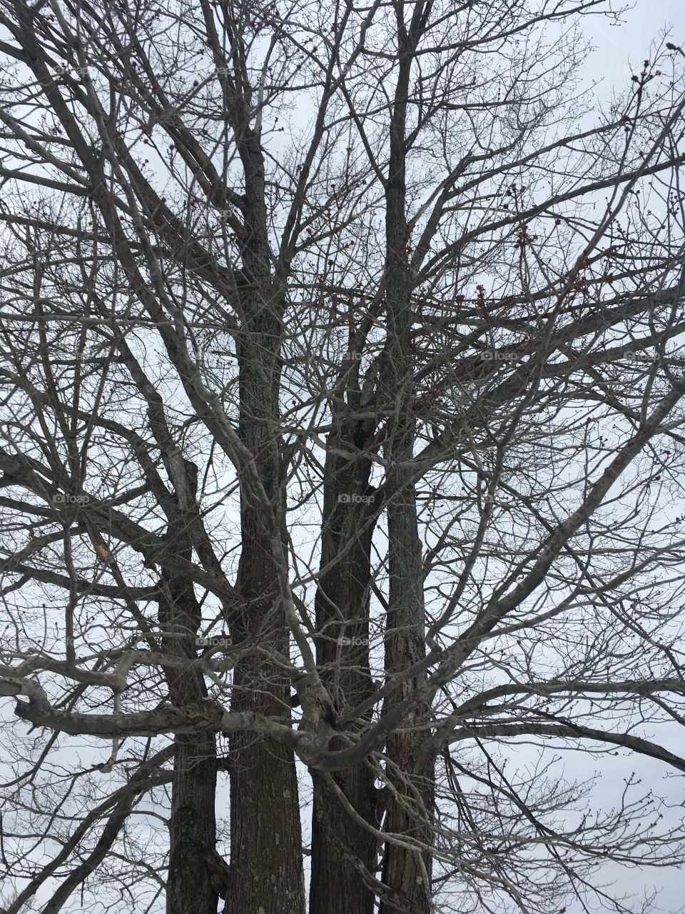 Barren Branches