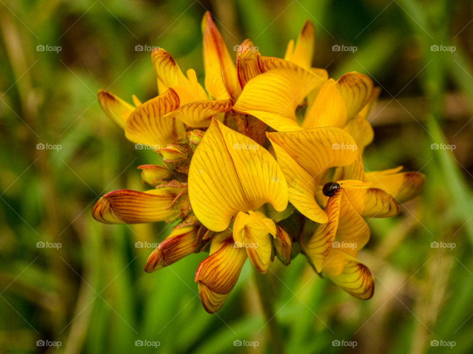 small yellow flower with redish points