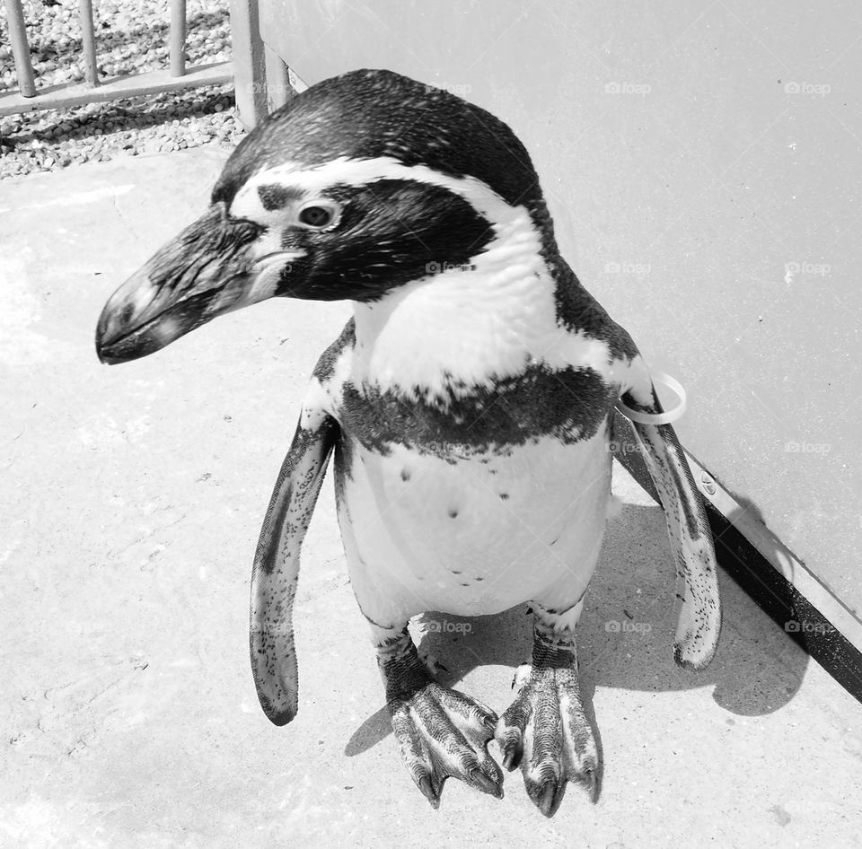 Black and white penguin portrait 