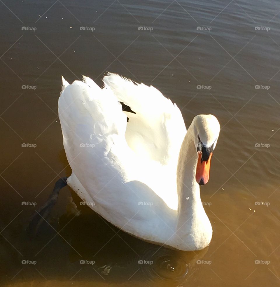 Swan 