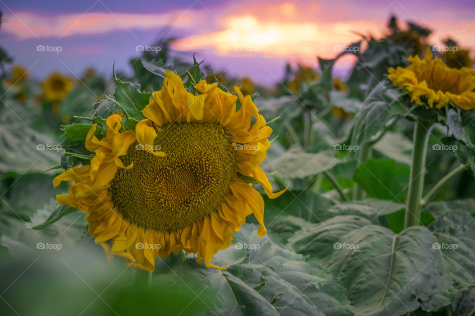 Sunflower