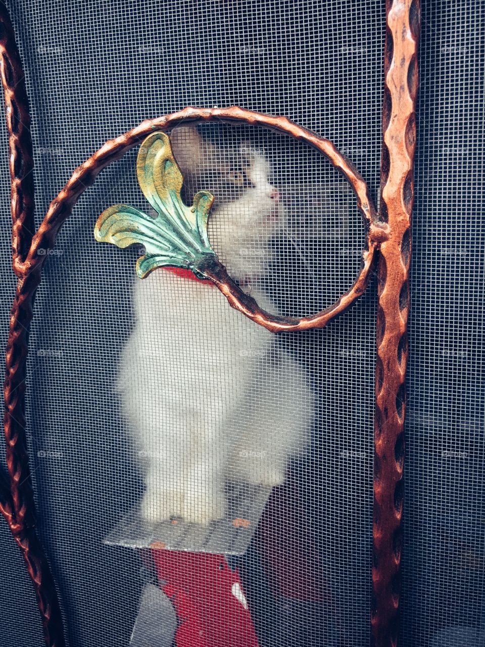 A cat on a ladder.