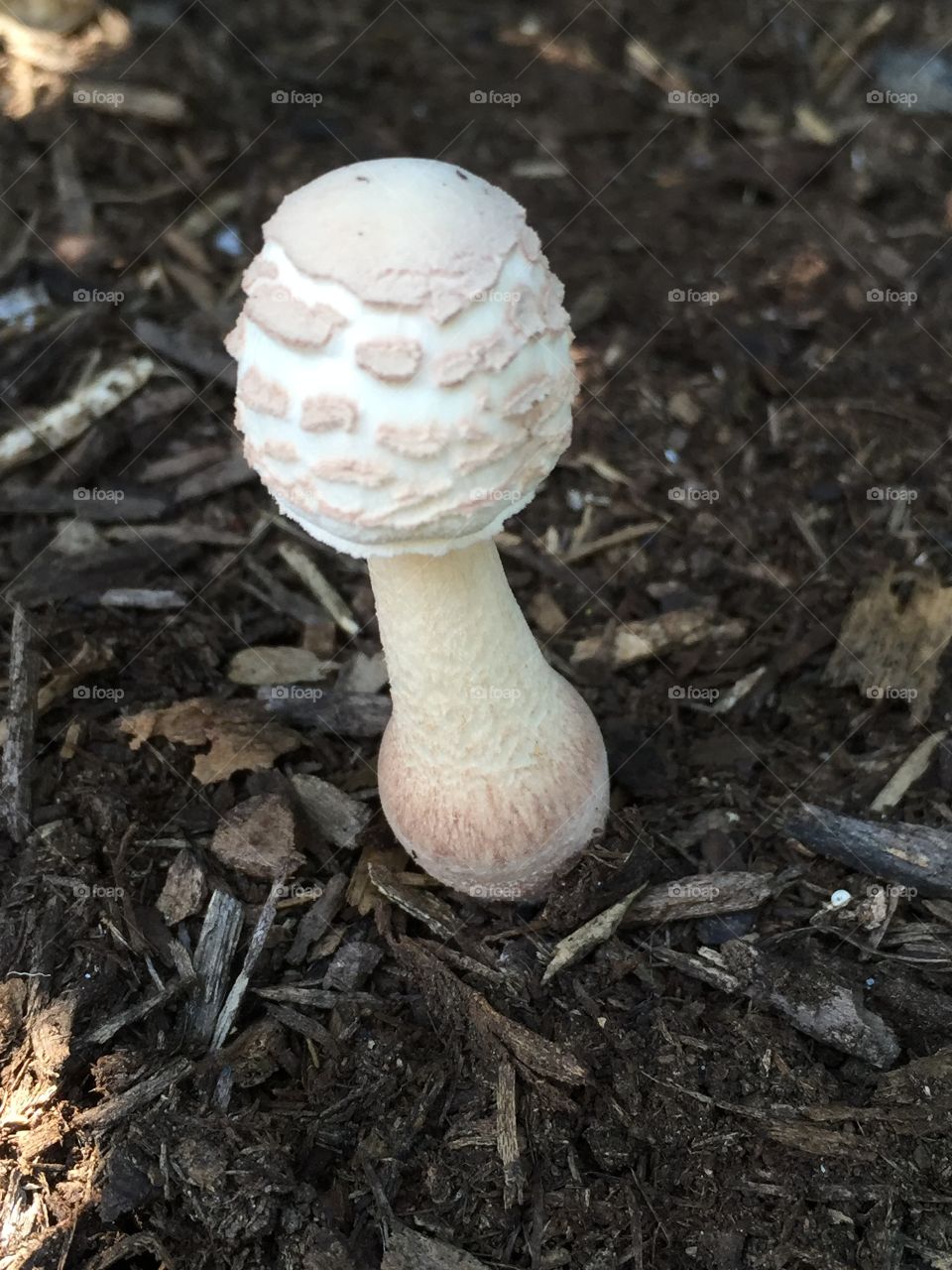 Mushroom one