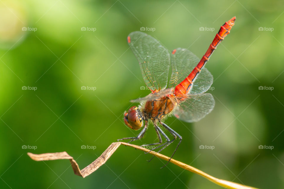 Dragonfly closeup. Ruddy Darter male.