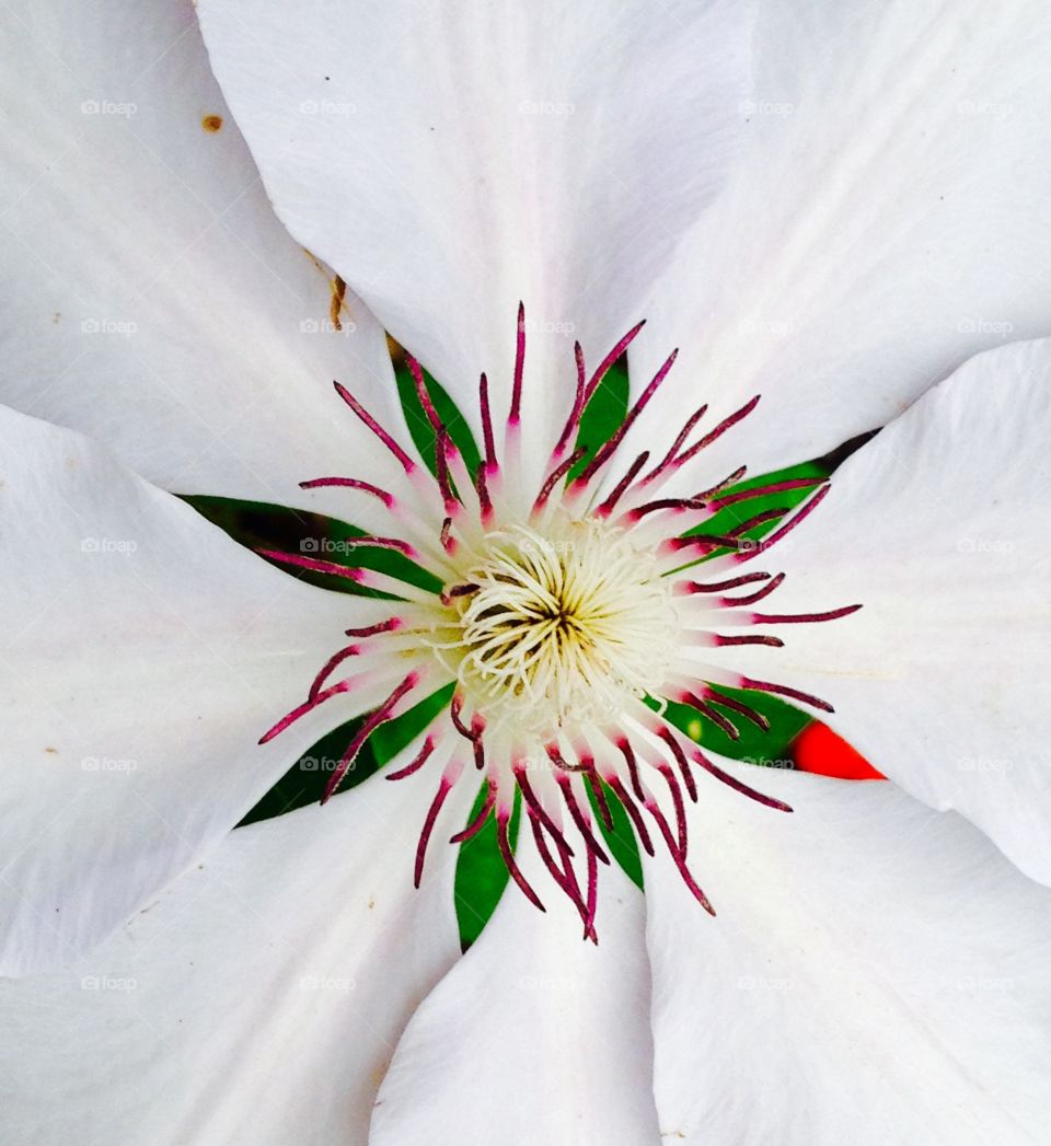 White summer flower