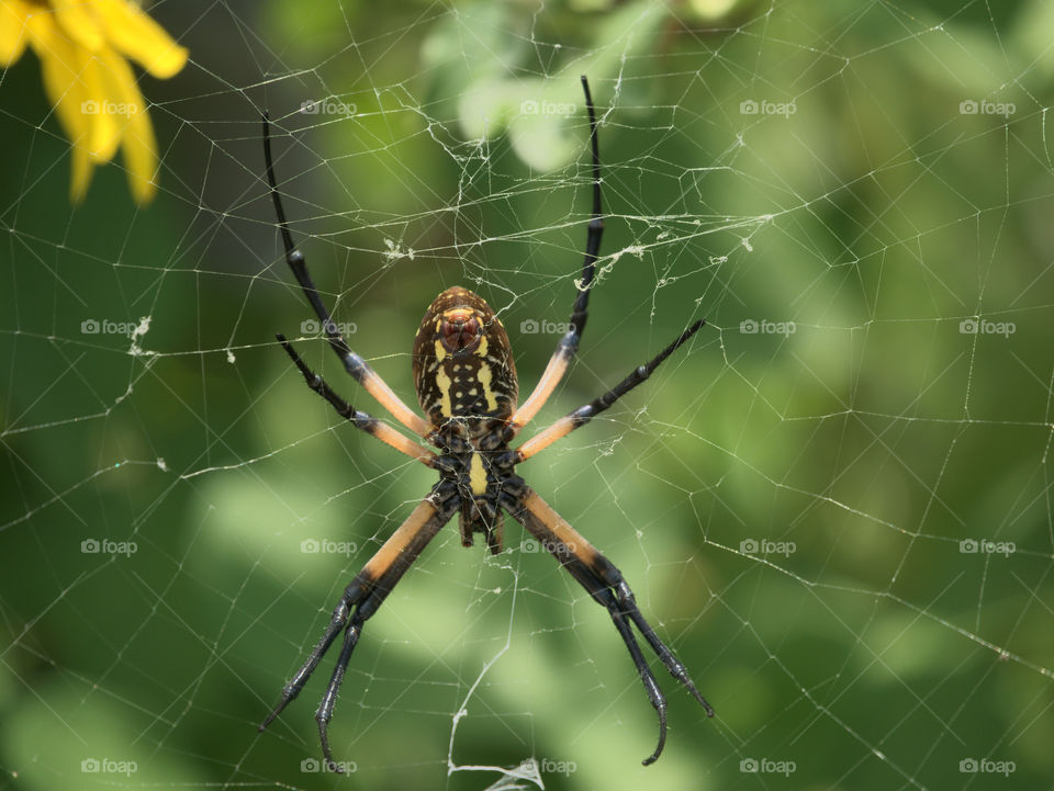 Yellow Garden Spider Spinning a Web