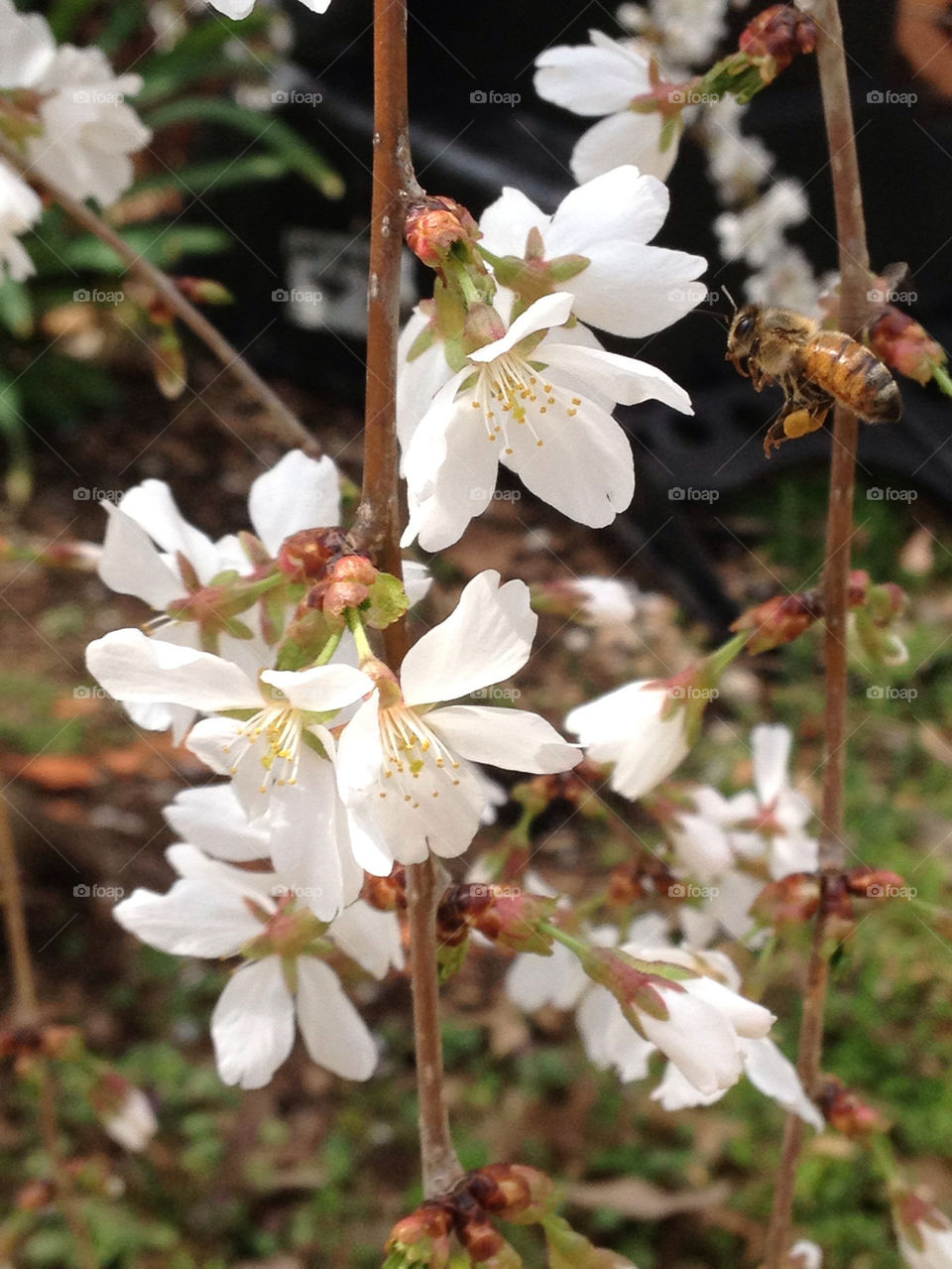 Bees buzzing around my Weeping snow falling willow tree