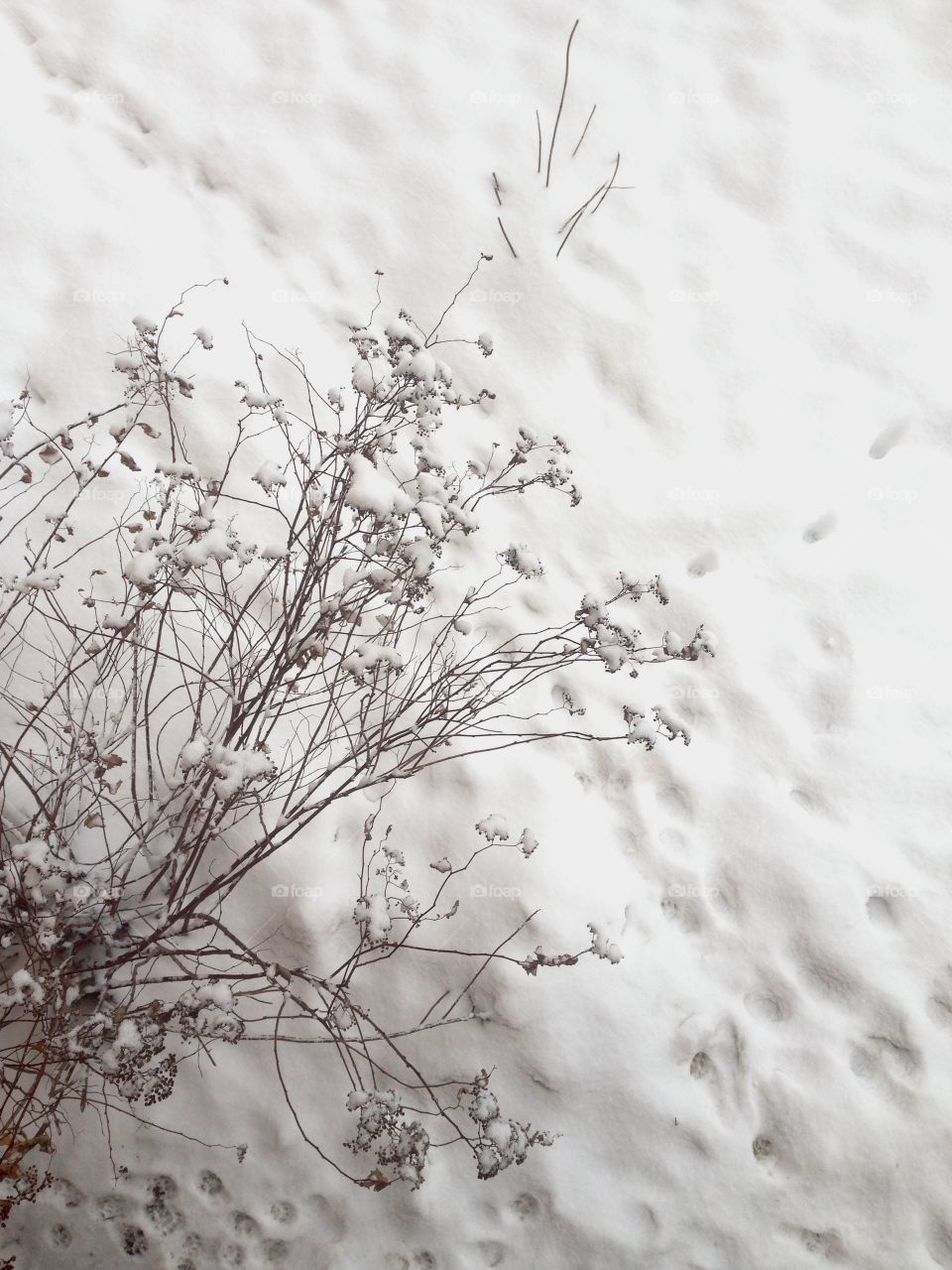 Snow and bush pattern. Cats footprints on the snow  