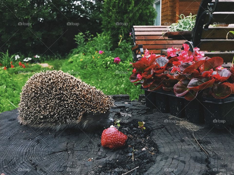 Hedgehog and a strawberry