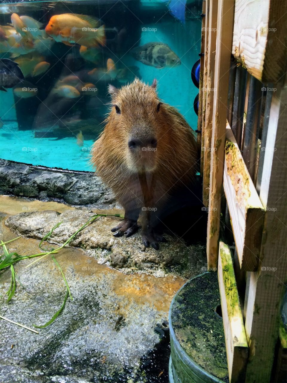 Capybara