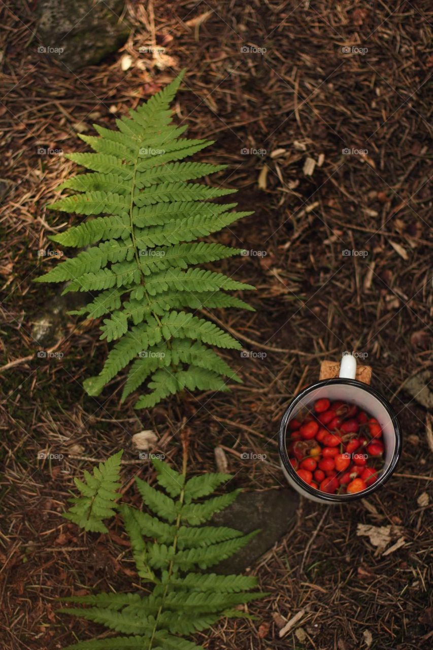 Living fern in the mountains