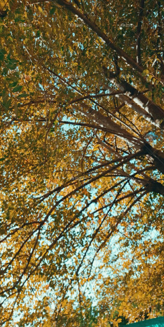 Hello autumn and happy fall for all of you😄