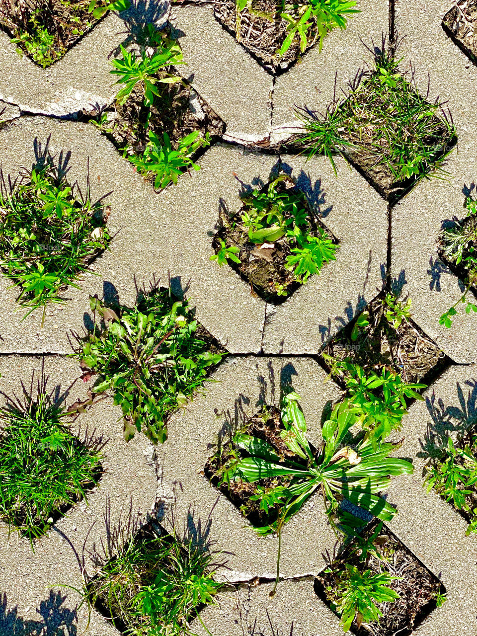 Concrete with patterns and plants 
