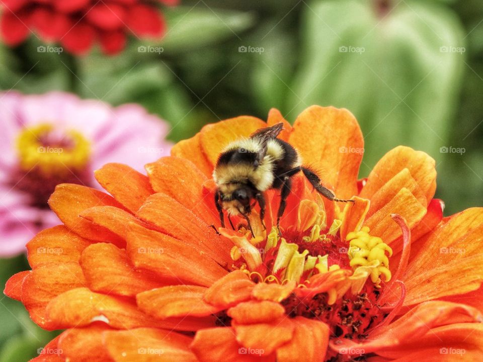 Bee Pollinating An Orange Flower. Worker Bee Gathering Pollen