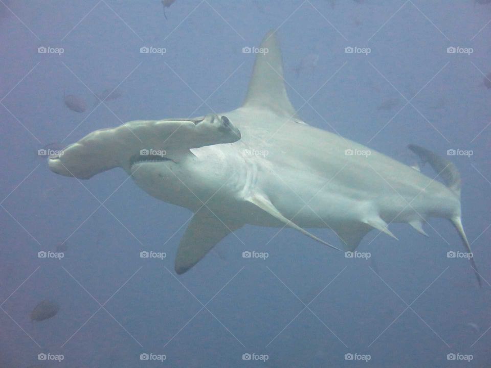 Hammerhead shark up close in the Galapagos Islands