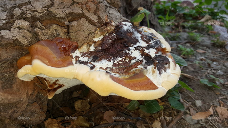 fungus