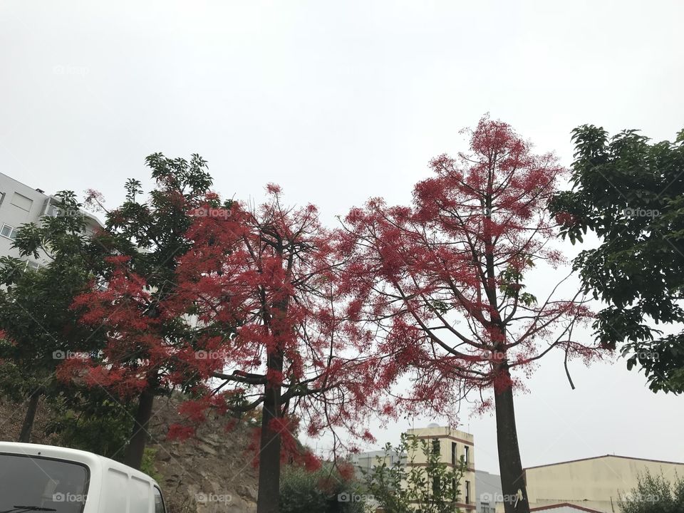 Red Tree